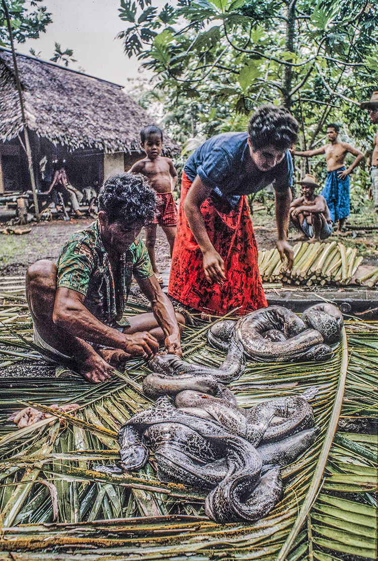 3146-14.jpg
Laying out the eels : Kapinga Village : Clayton Price Photographer
