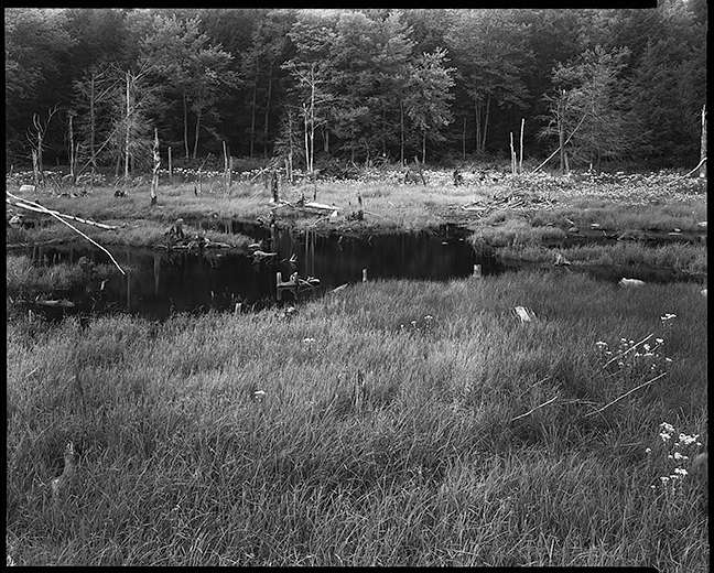 Sandesfield, MA Swamp : Rural Aspects : Clayton Price Photographer