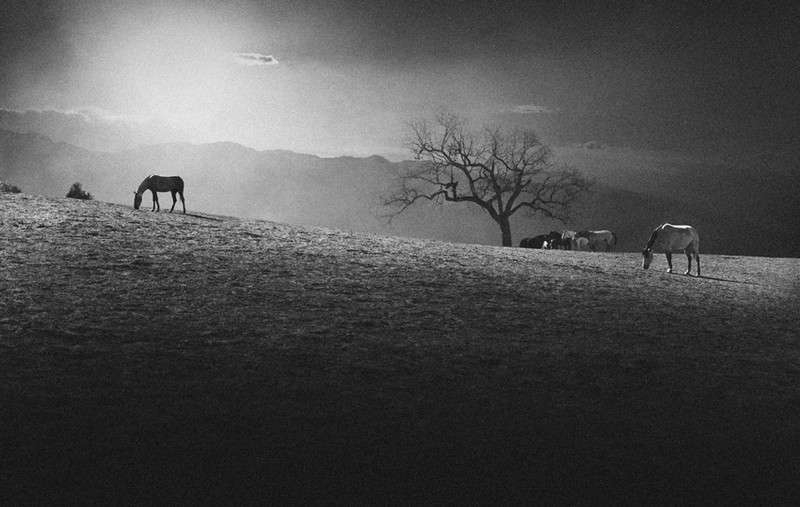 Malibu Horses : Rural Aspects : Clayton Price Photographer